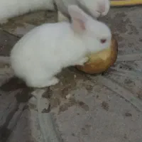 بچه خرگوش فانتزی ناز نازی