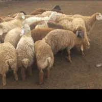 ۹راس بره ماده مغانی