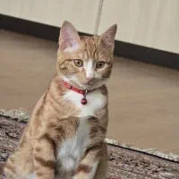 گربه گم شده شاهین شهر