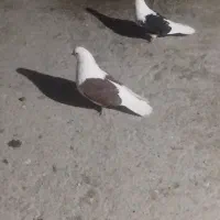 جفت کبوتر