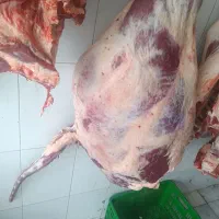 گوشت گوسفند