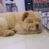 سگ چاوچاو اصیل - زبان بنفش