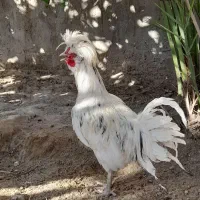 مرغ و خروس
