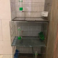 قفس