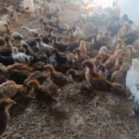 جوجه ۵۰ روزه جهادی گلپایگانی محلی