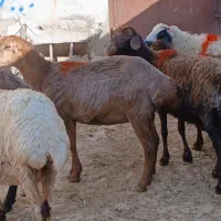 ۷ راس کاور میش داشتی