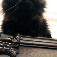 گربه ی پرشین (فولد پوزه دار)