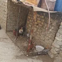 قفس