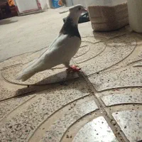 کبوتر