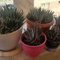 کاکتوس گوره خری