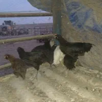 نیمچه مرغ و خروس