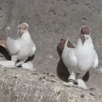 کبوتر کله دمبی