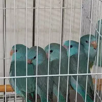 کوچک ترین طوطی دنیا . پروتلت