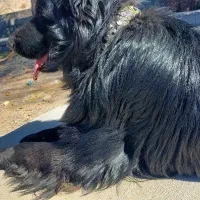 ژرمن بلک مو بلند