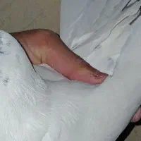 کبوتر گمشده