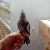 جوجه عروس وایت فیس دونخور و رام