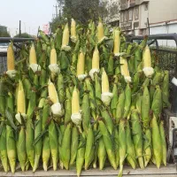 بلال شیرین دانه دار