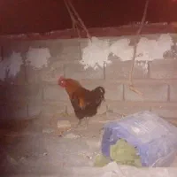 جوجه وخروس
