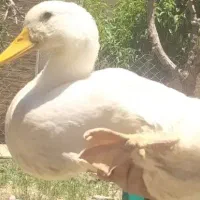 پرنده