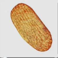 نیاز مند شاطر بربری