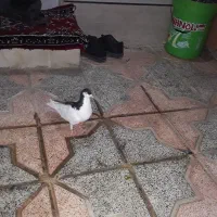 کبوتر چپ سیاه ماده