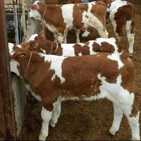 بهترین نژاد کیفیت بالا گوساله سمینتال نر و ماده