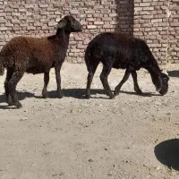 گوسفند|حیوانات مزرعه|میاندوآب, |دیوار