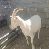 بز سانن اصل با کهره