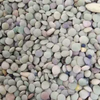 عدس|خوردنی و آشامیدنی|اقلید, |دیوار
