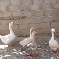 قوغاز و خروس لاری اصیل