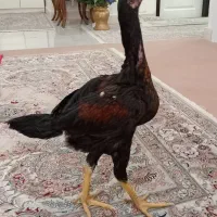 جوجه لاری