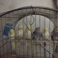 پرنده