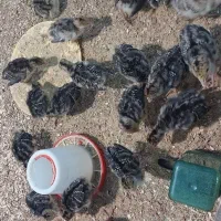 هشترخان(جوجه بوقلمون)