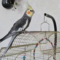 عروس هلندی سخنگو