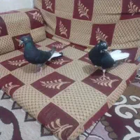 کبوتر اشعل و طوقی