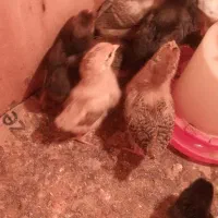 جوجه