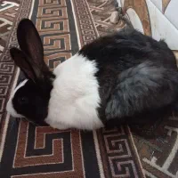 جواد|موش و خرگوش|سوسنگرد, |دیوار