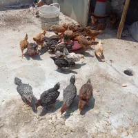 جوجه گلپایگان محلی