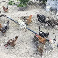 مرغ و خروس و بوقلمون نر و ماده