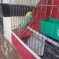 پرنده مرغ عشق ریمبو