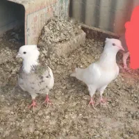 جوجه  سیاه پشت وطوقی شازرده