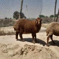 یک‌ عدد بره نره