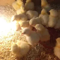 جوجه مرغ برهما لایت