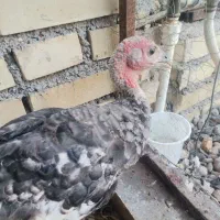 بوقلمون ماده 5 ماهه