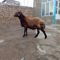 قوچ هترو دودندان