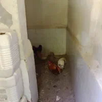 مرغ خروس جوجه