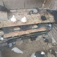کبوتر