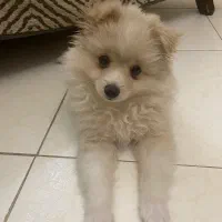 سگ پامر|سگ|کرج, گلشهر|دیوار