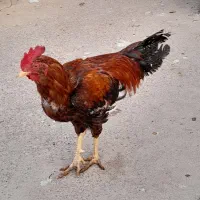 خروس محلی