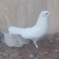 کبوتر